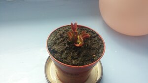 201605211_saexrap.jpg