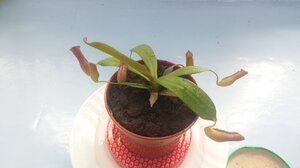 201605211_saexrsx.jpg