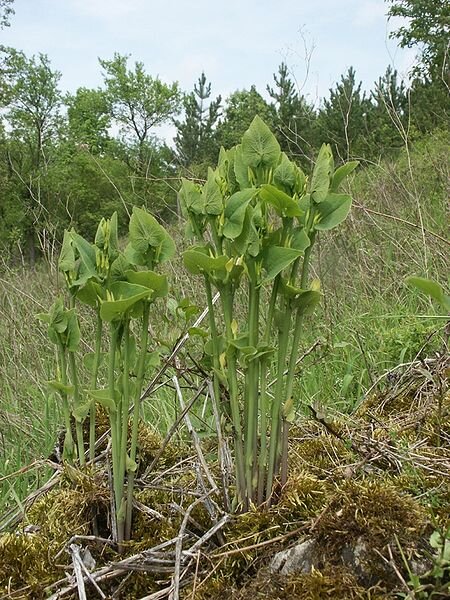 450px-Aristolochia_clematitis_160505.jpg