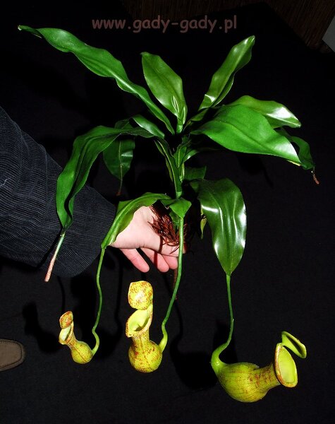 rosl%20szt%20nepenthes.jpg