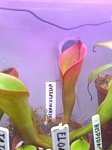 85f0354585fc52d6m.jpg