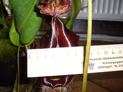 P1020187.JPG