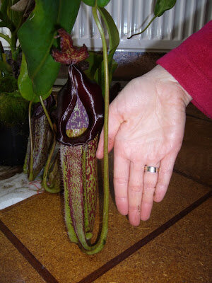 P1020190.JPG