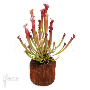 Sarracenia-x-farnhamii-(L)-2.jpg