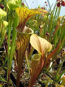 Sarracenia_oreophila_heavy_veined1.jpg