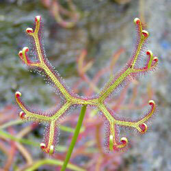 img_0-366_drosera_binata_multifida.png