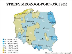 strefy-mrozoodpornosci-2016.jpg