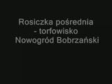 th_Rosiczkaporednia.jpg