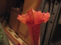 post-2578-1199291954_thumb.jpg