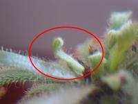 post-2812-1204211281_thumb.jpg