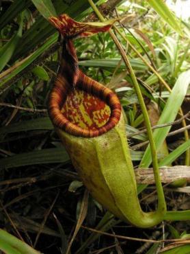 Nepenthes_gantungensis__12_.jpg