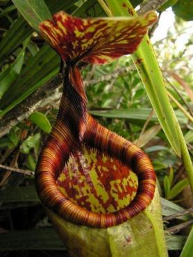Nepenthes_gantungensis__10_.jpg