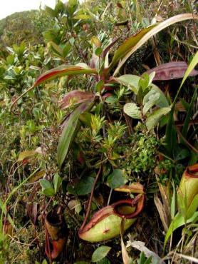 Nepenthes_gantungensis__9_.jpg
