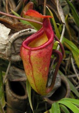 Nepenthes_gantungensis__4_.jpg