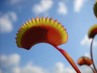 Dionaea_muscipula_Red_Piranha.jpeg