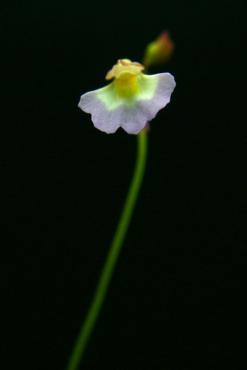 U._striatula_2.JPG