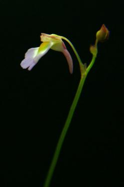 U._striatula_3.JPG
