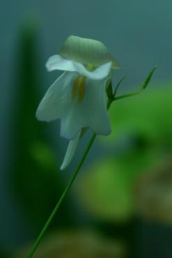 Utricularia_asplundii_5.JPG