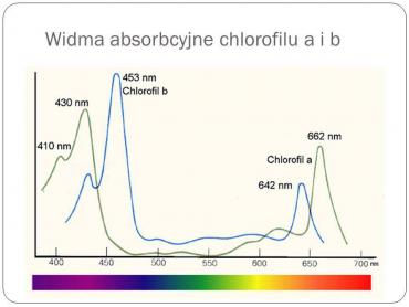 chlorofil.jpg
