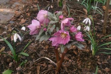 Helleborus_thibetanus.jpg