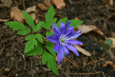 anemone_altainca_blue.JPG