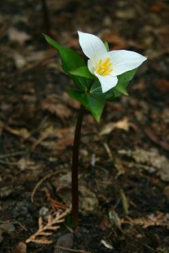 Trillium_ovatum.JPG