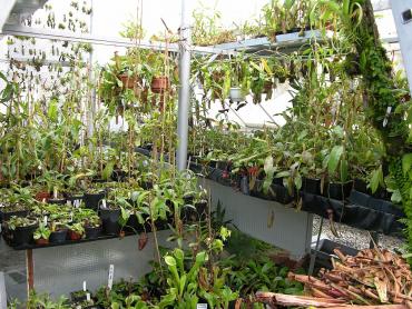 greenhouse_david__6_.jpg