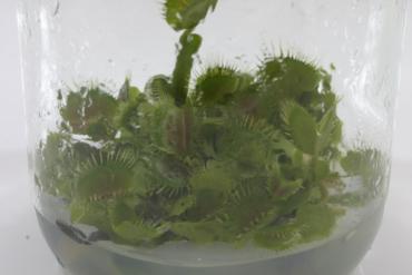 vft.jpg