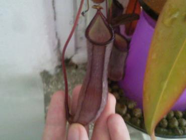 post-6050-1372144293_thumb.jpg