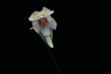 Utricularia_asplundii.JPG