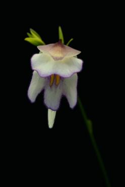 Utricularia_asplundii_1.JPG