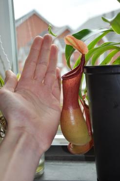 post-5634-1343572339_thumb.jpg