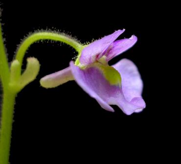 flexuosa_furnas_1.jpg