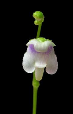 hispidula_m.jpg