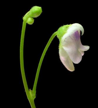 hispidula_m1.jpg