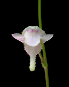 hispidula_p.jpg