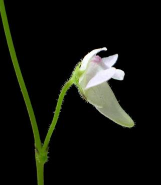 hispidula_p1.jpg