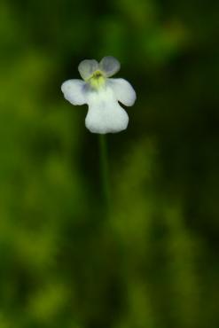 nebulicola.JPG
