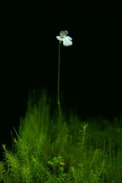 nebulicola_1.JPG