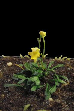 nigrocaulis_lowland.jpg