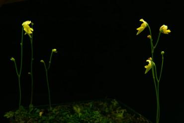 nigrocaulis_lowland_1.JPG