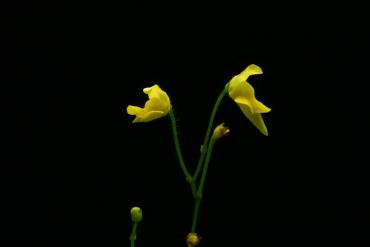 nigrocaulis_lowland_2.JPG