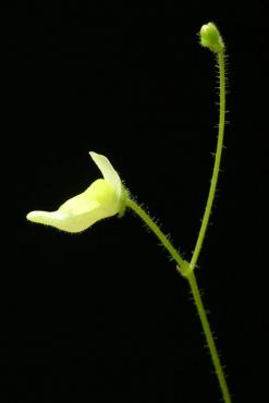 pygmaea_1.JPG
