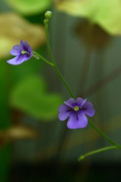 violacea_cuto_de_magalhaes_1.JPG