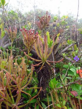 Drosera_magnifica.jpg