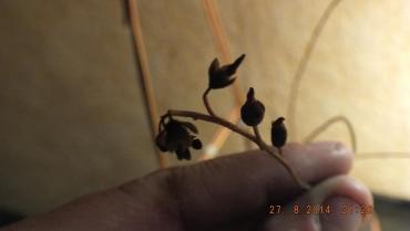 post-6790-1409171309_thumb.jpg