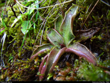 pinguicula_alpina.png