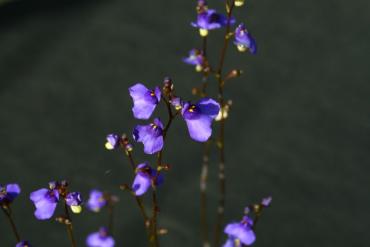 IMG_8059a.jpg