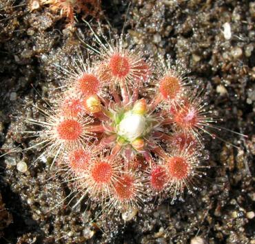 Drosera_x.jpg