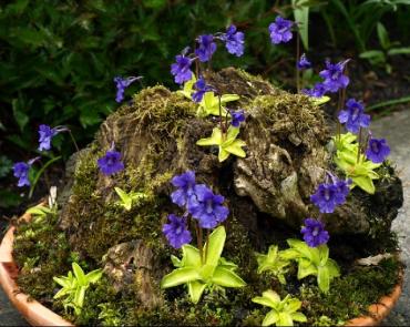 sizedPinguicula_grandiflora8470.JPG